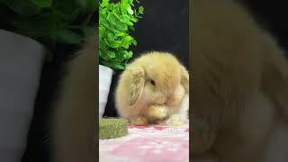 🌟 Meet The Cutest Lop Eared Rabbit! 🐇 Animal Planet兔子 🌟