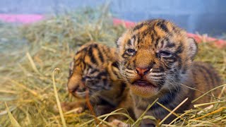 11 Day Old Baby Sumatran Tiger Cubs
