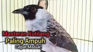 Suara Burung Kutilang Gacor Isian Paling Ampuh Untuk Masteran Kutilang Cepat Masuk