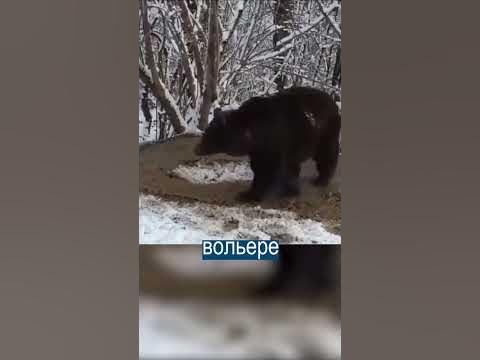 ВООБРАЖАЕМАЯ КЛЕТКА: Медведица не верит, что она на воле - YouTube