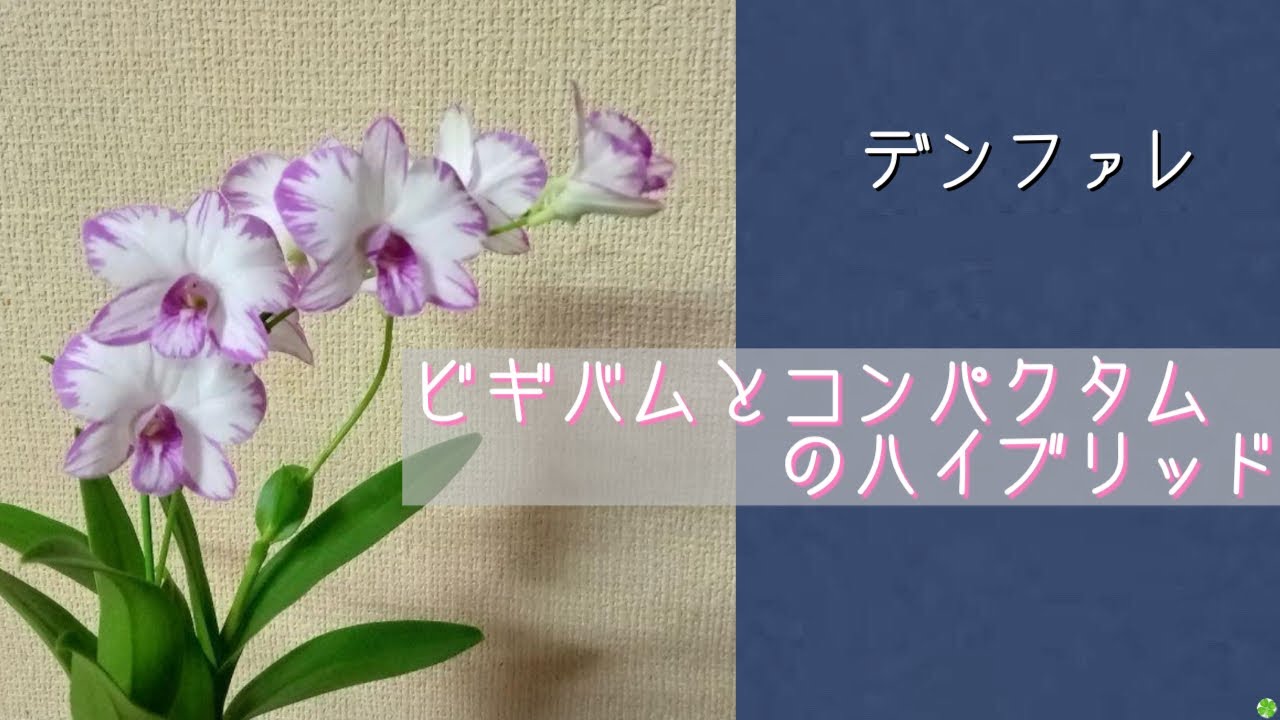 2024年9月27日　デンファレ　古い株の《植え替え》水苔で植える🪴　ハイブリッドのデンファレを紹介🌸　エンジェルベイビー“ グリーン愛 “
