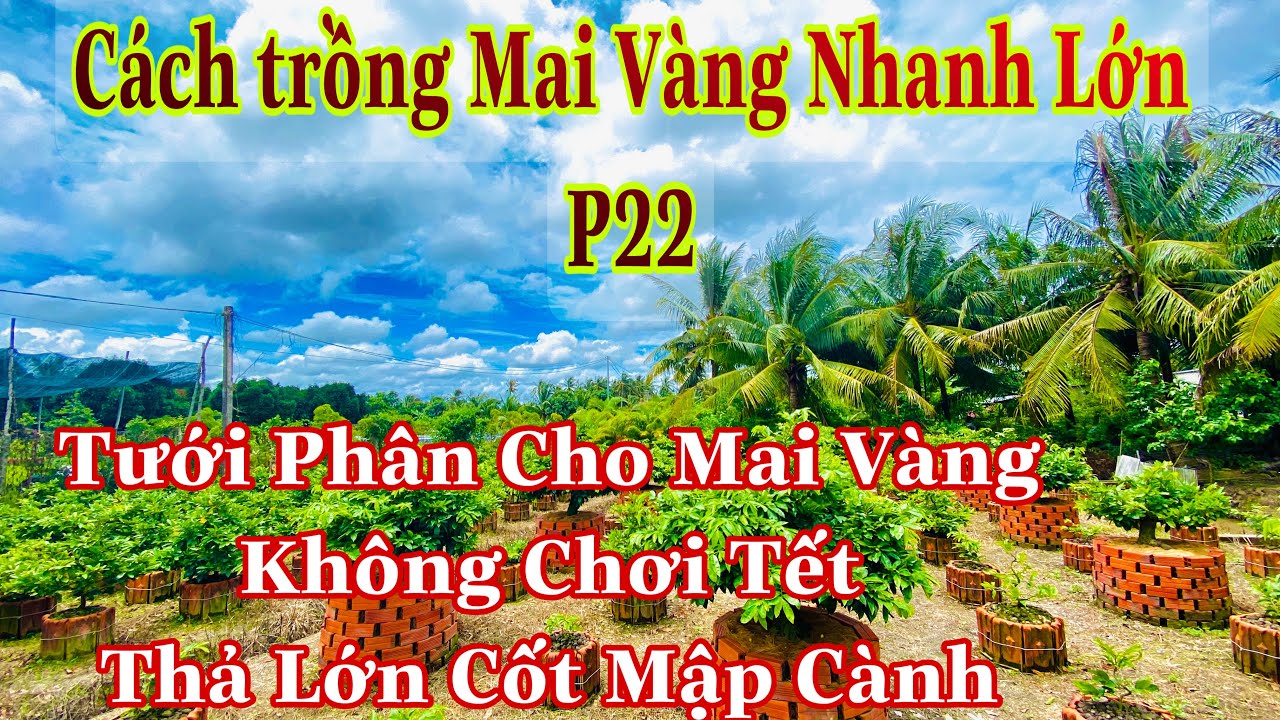 cách trồng mai vàng nhanh lớn p22 | tưới phân cho những cây mai không chơi tết | Lớn Cốt Mập Cành