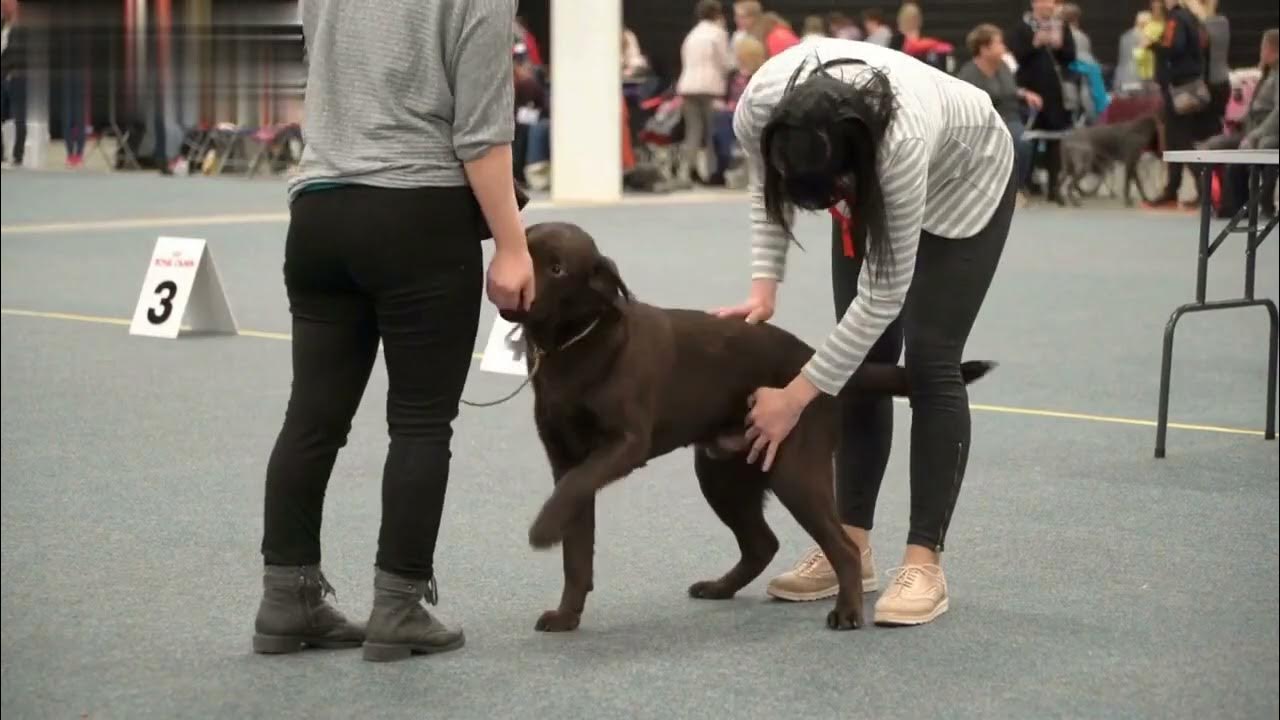 Inside the World's Most Prestigious Dog Show The Westminster Dog Show