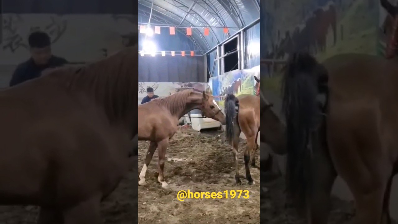 Wild horses and mares revolutionizing young foals #27. 