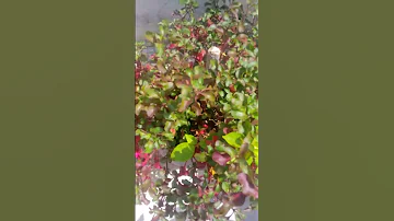 Alternanthera The Purple Plant Alternanthera Shorts 