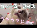 ちゅーる（ささみ可）アイスの作り方！おいしくて顔がヤバい(=^・^=)I made chicken ice cream for my kitten.