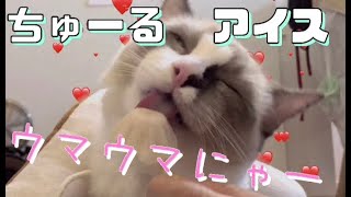 ちゅーる（ささみ可）アイスの作り方！おいしくて顔がヤバい(=^・^=)I made chicken ice cream for my kitten.