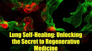 Lung Self-Healing: Unlocking the Secret to Regenerative Medicine