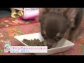 【ペット大好き！】「リモナイトラボ　Selfy　犬種別　チワワ」を試食