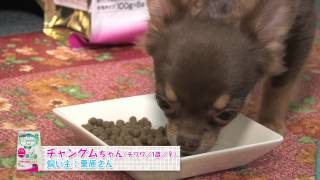 【ペット大好き！】「リモナイトラボ　Selfy　犬種別　チワワ」を試食