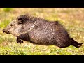 WILD * JAVELINA * Catch and Cook ( COLLARD PECCARY )