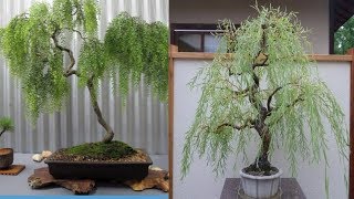 How to grow  weeping willow bonsai tree