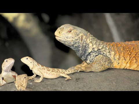 Jinsiy aloqa va opish Moskva va Sankt-Peterburgning transseksuallari