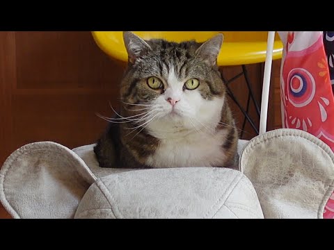 ゾウさんこどもの日スペシャル号とねこ。-The special edition elephant for Children's Day and Maru.-