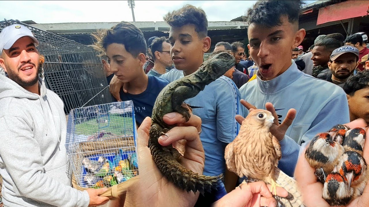 سوق القريعة للطيور والحيوانات بالدار البيضاء 🇲🇦اليوم الأحد 2025/11/9 الحسون المهاجر ضب حرباء
