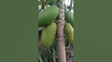 Tumpang sari di sekitar kebun buah naga #kebunbuahnaga