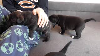 Staffordshire Bull Terriers Dob.19.03.2019 - Part.2 17.04.2019 Terierkowo