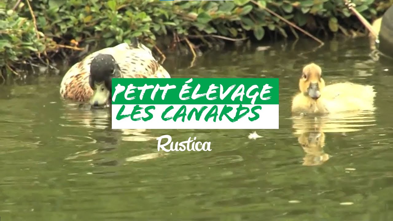 Elever des canards chez soi YouTube — free download