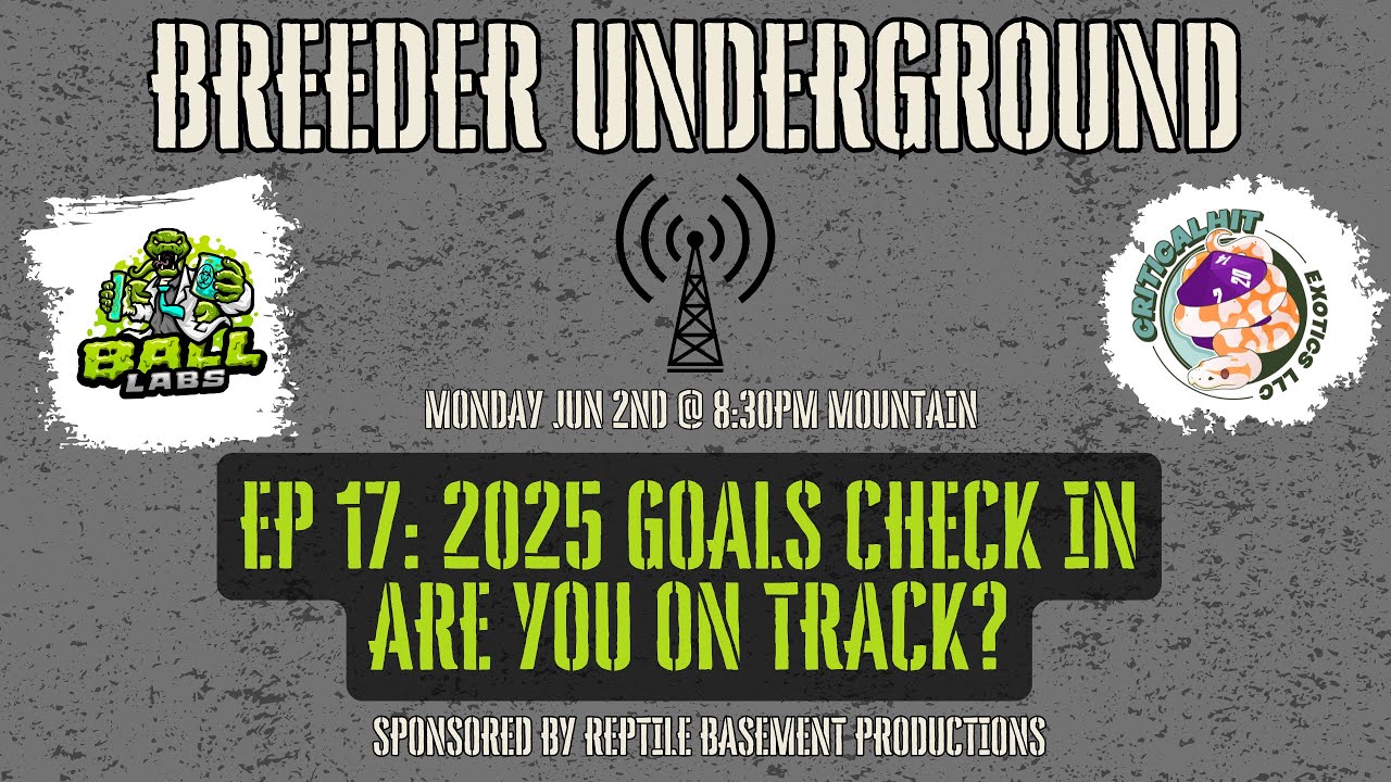 Episode 17: 2025 Ball Python Business Goals Check In, Are You On Track ...
