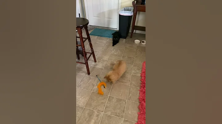 Cats at play