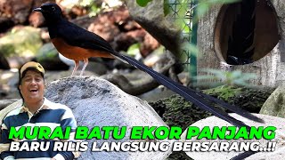 INI SAATNYA MURAI BATU EKOR PANJANG De ACAR BEBAS DI AVIARY..!! BARU BEBAS LANGSUNG BERSARANG..!!