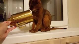 Funny abyssinian cat.