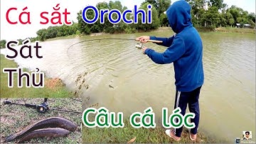 Câu Lure Cá Lóc ● Câu Cá Lóc Bằng Mồi Sắt Orochi / Snakehead fishing | Tâm Râu Vlog #36