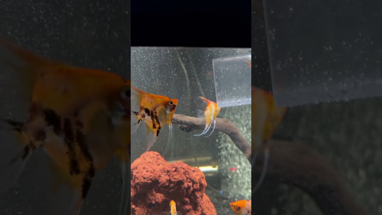 I think they really like water changes!