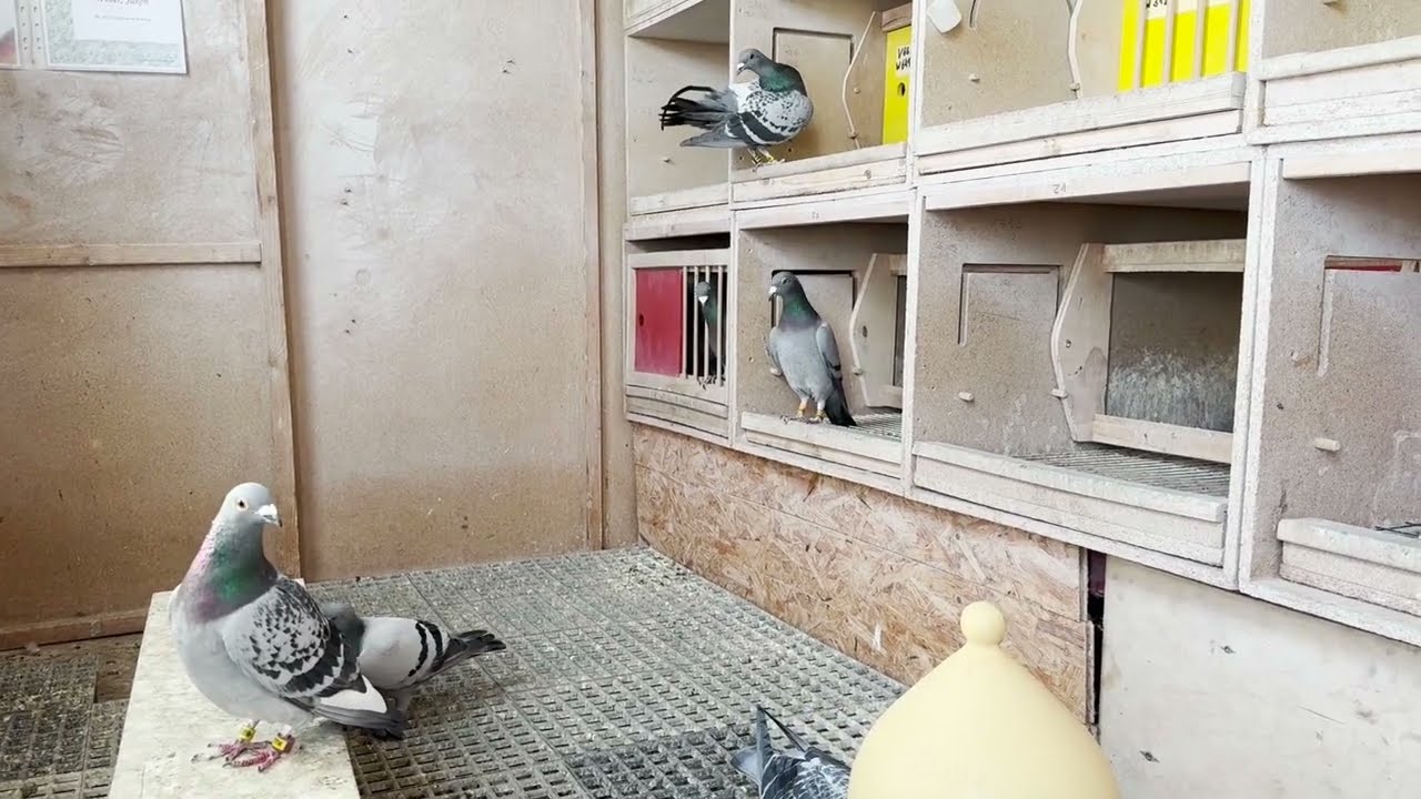 1. Preisflug ab Grünberg 150 km