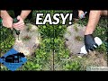 The EASIEST Way to Kill a Tree Stump
