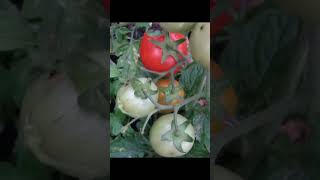 #tomato #nature #vegetables #fruit #love #forever #kathmandu #nepal 🍅 ❤️🇳🇵