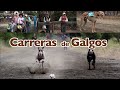 🏁"CARRERA DE GALGOS"🏁 #6 Serie TRADICIONES.