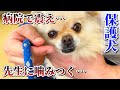 保護犬を病院へ連れて行くと色々なことがわかりました