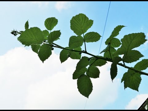 Video: Piante di lampone rosso estivo: quando potare i lamponi estivi