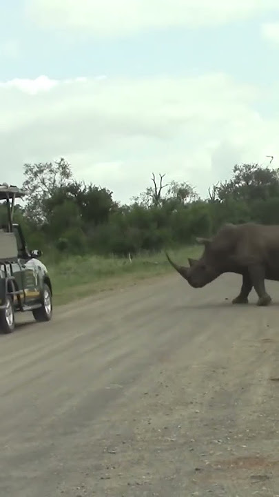 Rhino Attacks Car