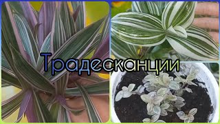 ТРАДЕСКАНЦИИ🌱Быстрое размножение🌹Формирование🌱Рео🌹Каллизия Пинк Леди🌱Традесканция Белоцветковая