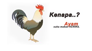 Kenapa ayam suka makan kerikil
