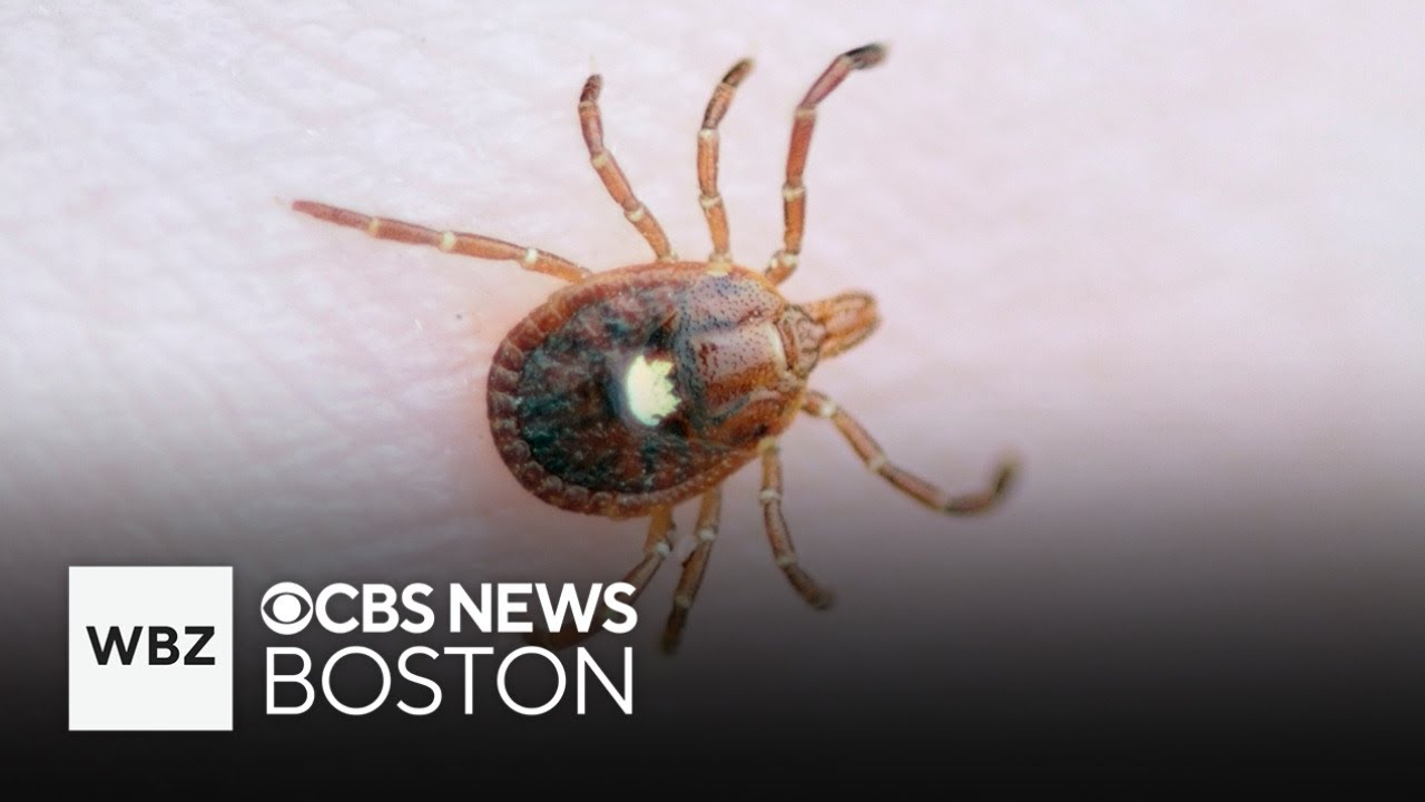Explosion of meat, dairy allergy on Martha’s Vineyard due to new tick boom
