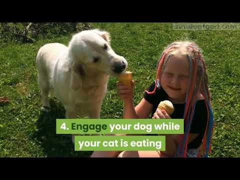 how to keep your dog from eating cat food (A Brief Overview)