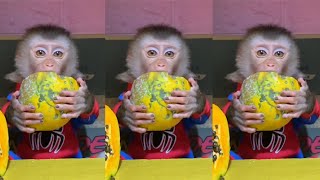 Funny baby monkey eating sound ? cute animal ASMR ? Best Tiktok February 2024 part 35