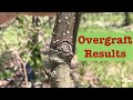 Results of overgrafting clearing before grafting and getting rootstock in the permaculture orchard