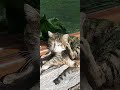 Pişik niyə qaşınır bilən var