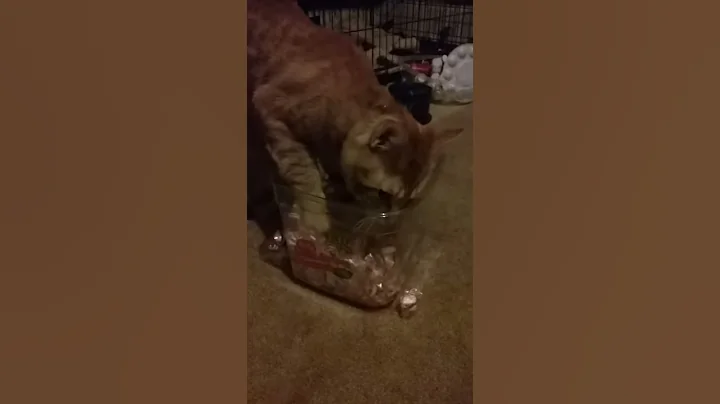 Kitty loves mint