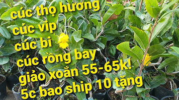 5 giống mai giá rẻ! cúc thọ hương, cúc bi, rồng bay, cúc vip, giảo xoắn! bao ship 0963.210.936