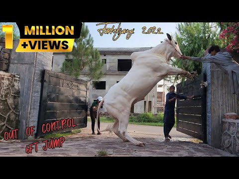 rassi-tor-de-weray-ne-😲---my-eid-ul-adha-vlog-day-01---dangerous-cow-qurbani-2022---jntv