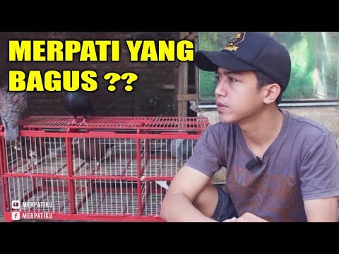 Video: Cara Membeli Burung Merpati