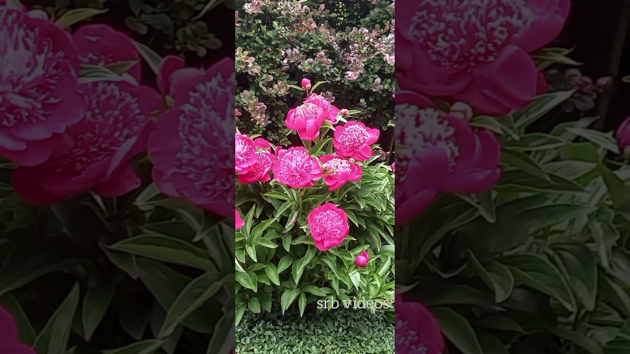 Space Needle, A wedding event at Kerry Park and Pike place market, Seattle.