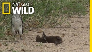 Is this Mongoose Playing Dead or Just Playing? | Nat Geo Wild