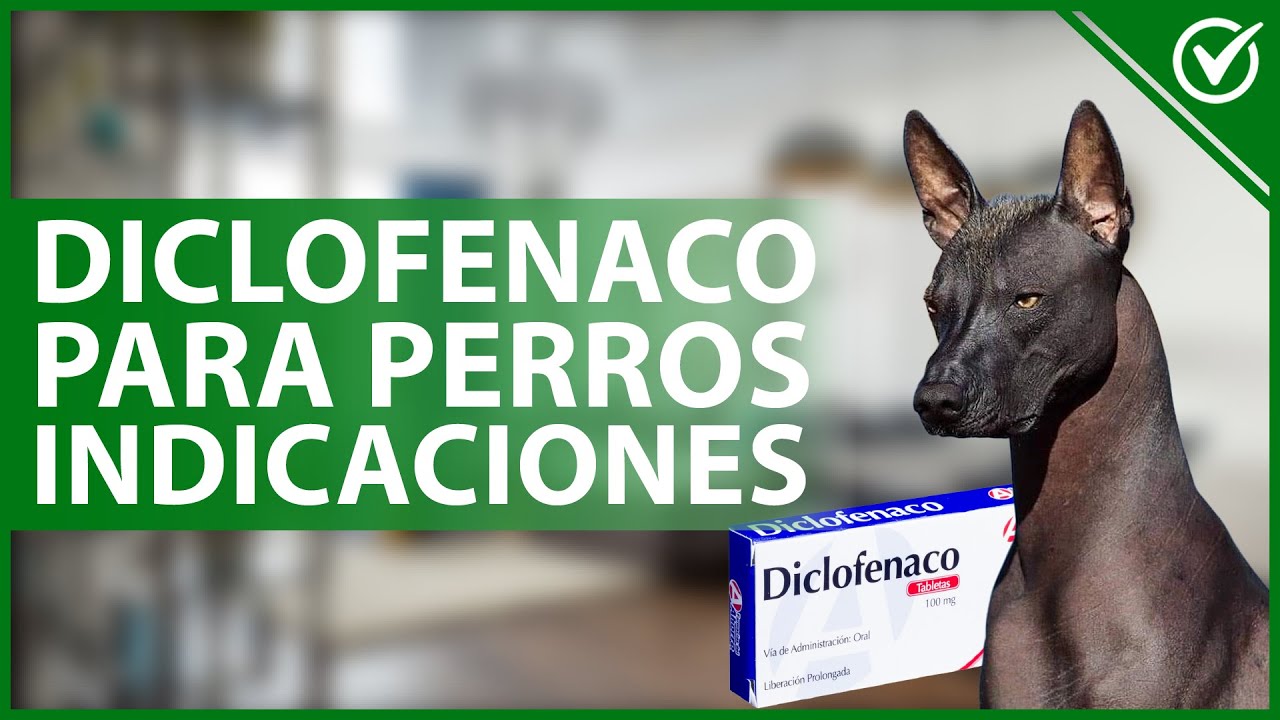 Se le puede dar ibuprofeno a los perros