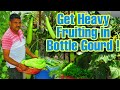 रामविलास जी कैसे लेते है एक ही पौधे से ज्यादा से ज्यादा घीया || Tricks to Boost Bottle Gourd